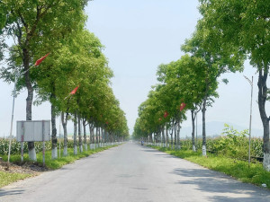 Đoàn xã Nghi Thịnh phối hợp với Ban CHQS xã tổ chức quét vôi hàng cây đoạn đường từ Quốc lộ 48E vào trụ sở làm việc xã Nghi Thịnh.